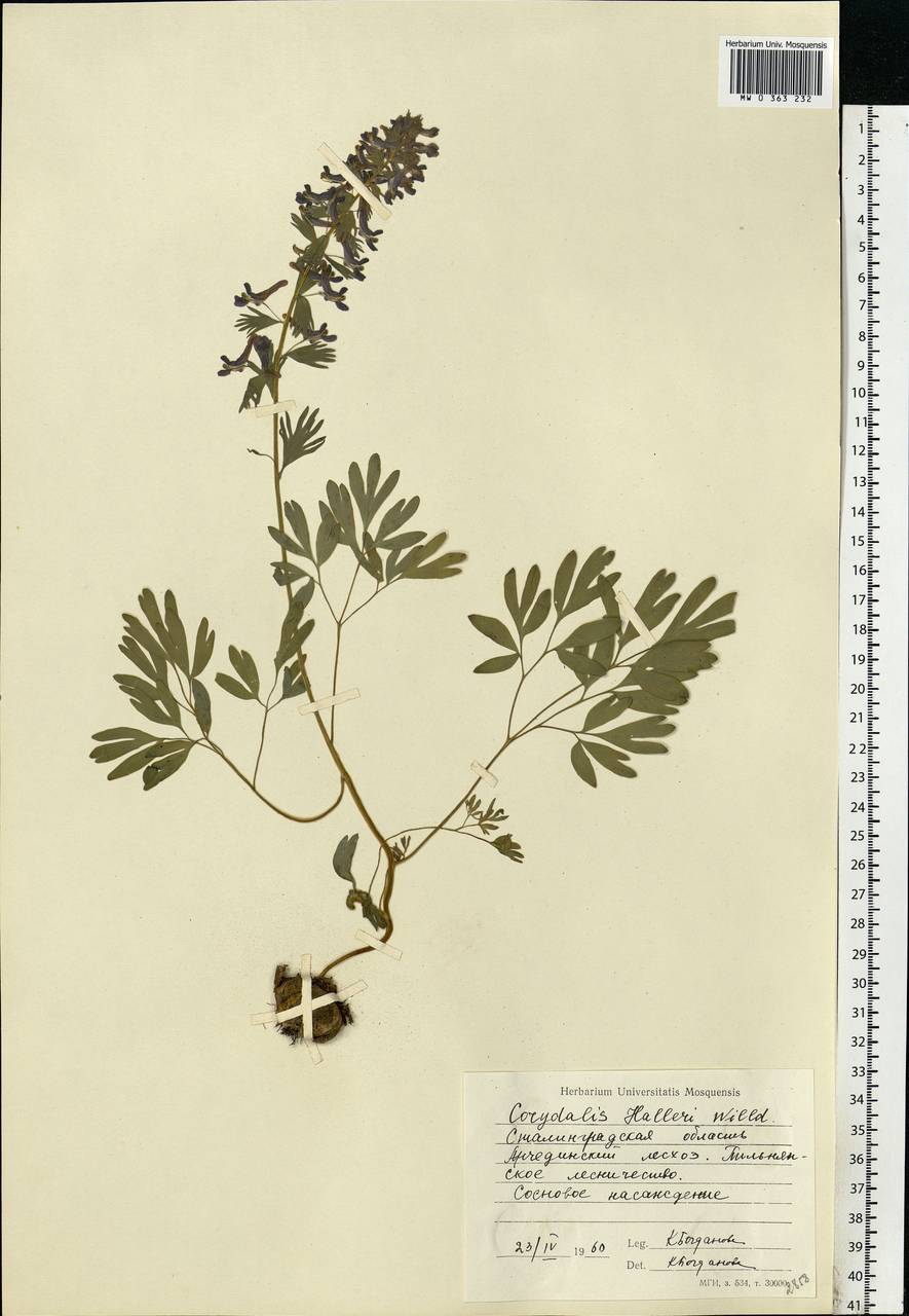 Corydalis solida (L.) Clairv., Eastern Europe, Lower Volga region (E9) (Russia)