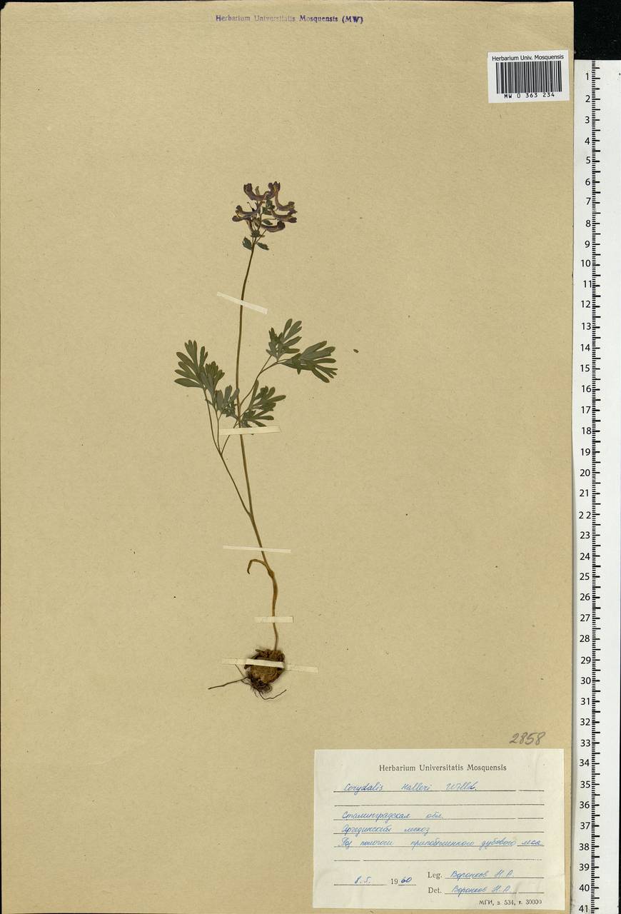 Corydalis solida (L.) Clairv., Eastern Europe, Lower Volga region (E9) (Russia)