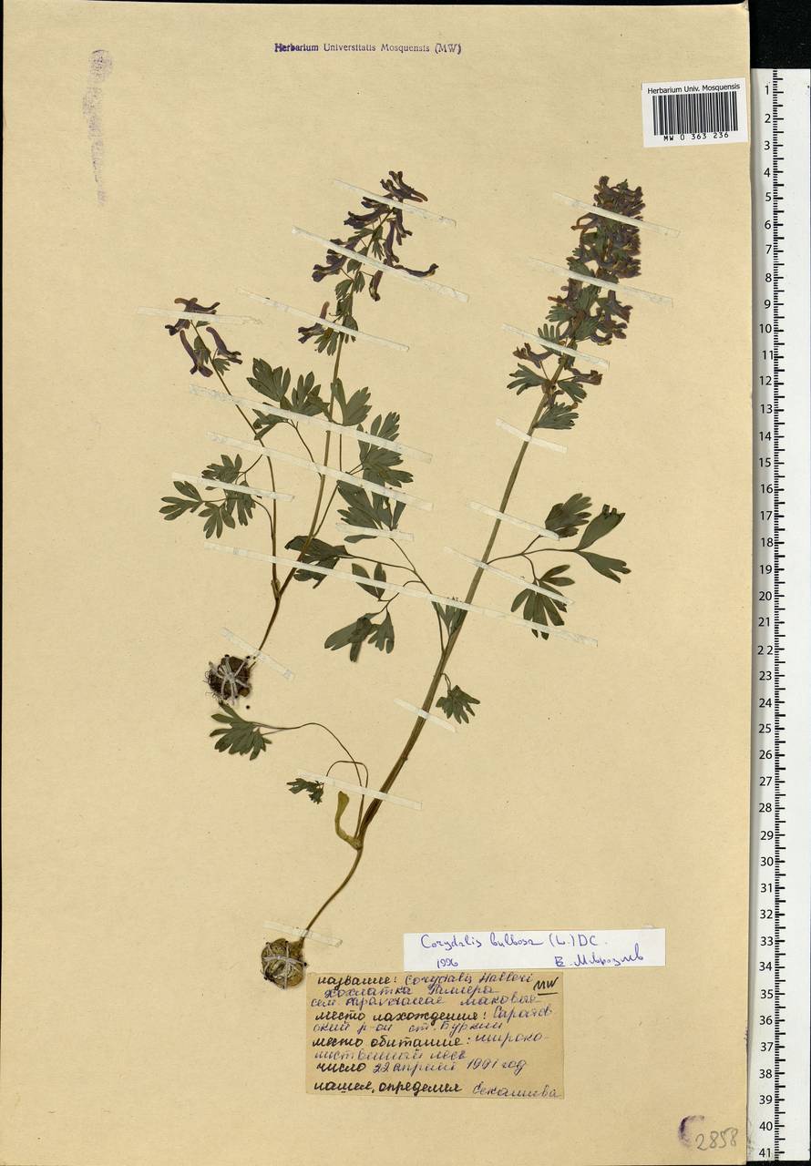 Corydalis solida (L.) Clairv., Eastern Europe, Lower Volga region (E9) (Russia)