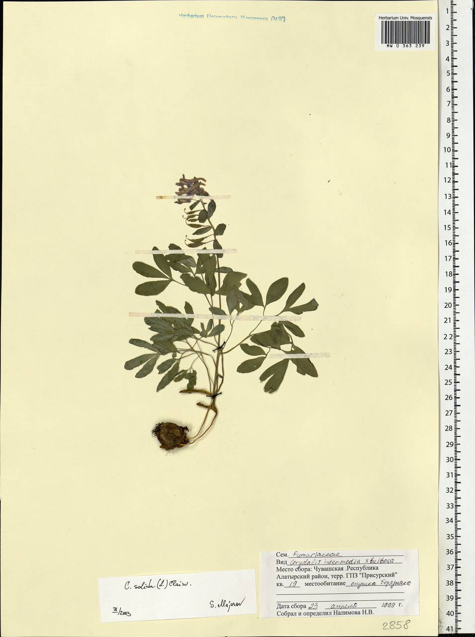 Corydalis solida (L.) Clairv., Eastern Europe, Middle Volga region (E8) (Russia)