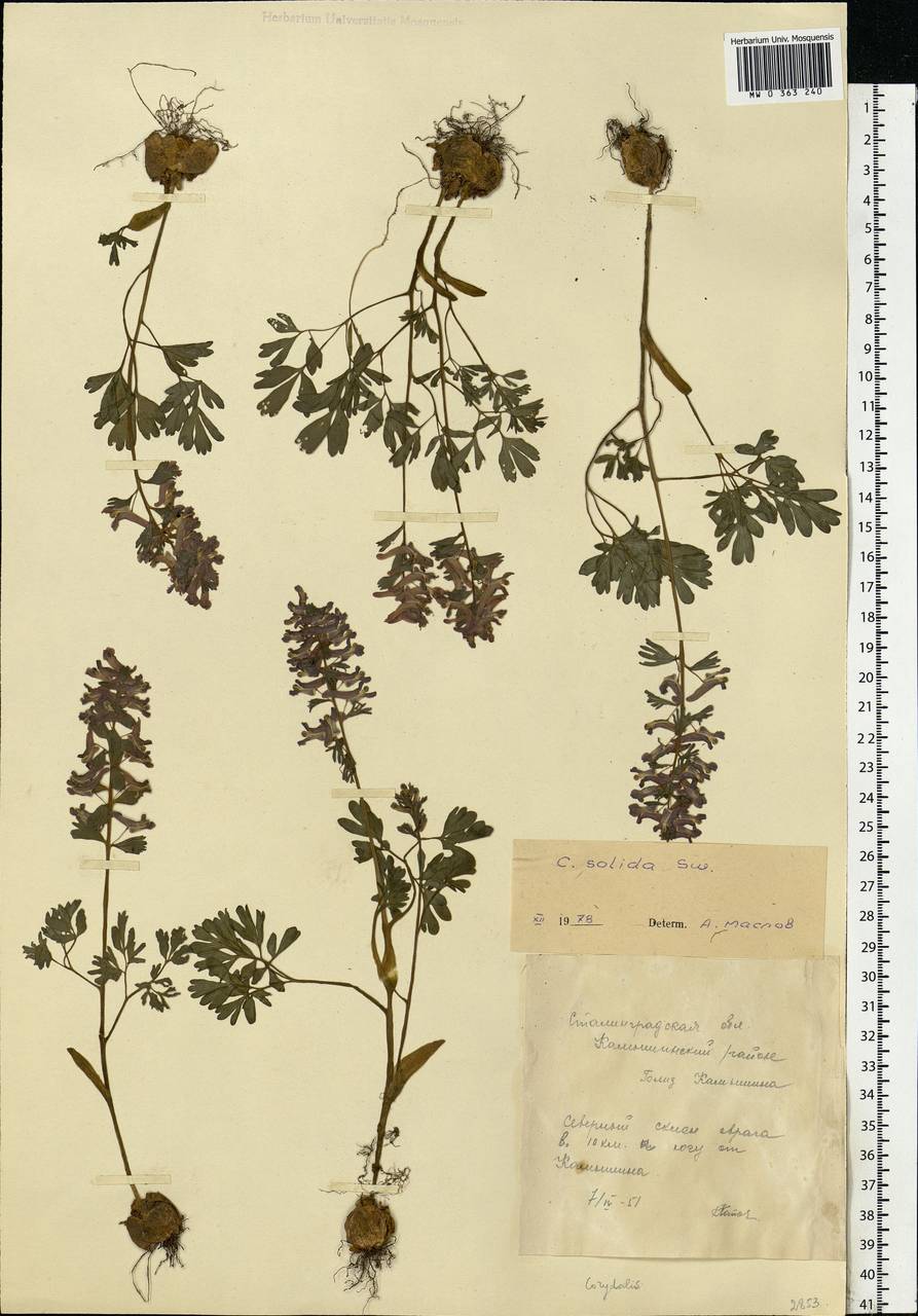 Corydalis solida (L.) Clairv., Eastern Europe, Lower Volga region (E9) (Russia)