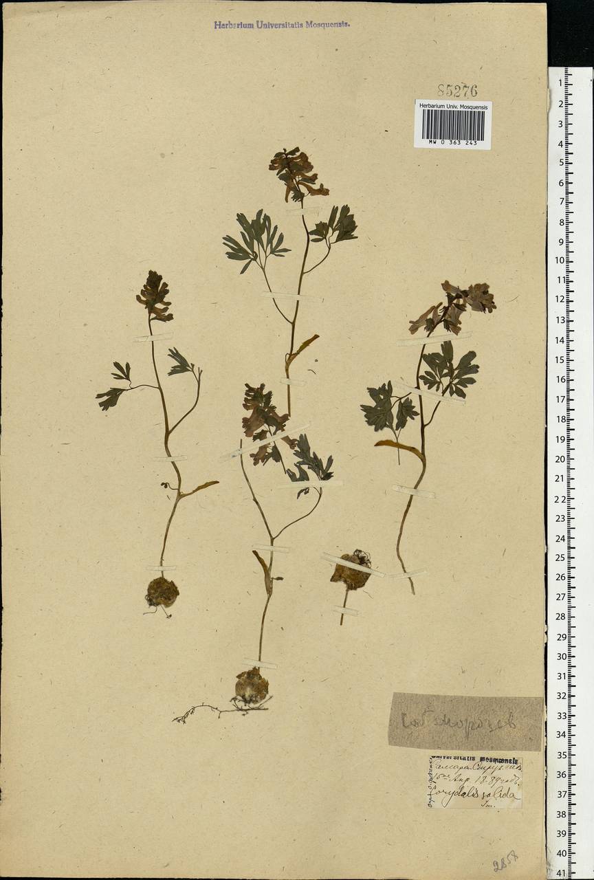 Corydalis solida (L.) Clairv., Eastern Europe, Middle Volga region (E8) (Russia)