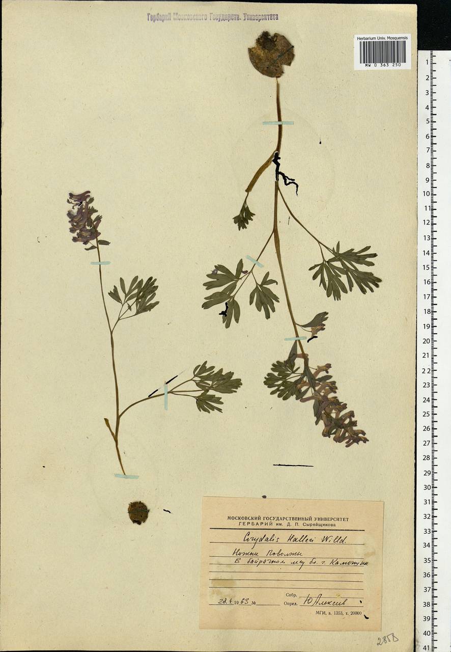 Corydalis solida (L.) Clairv., Eastern Europe, Lower Volga region (E9) (Russia)