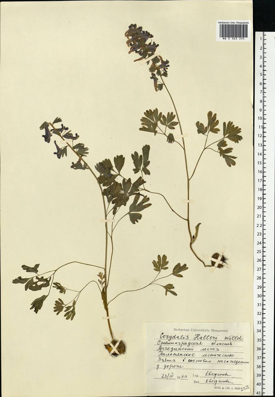 Corydalis solida (L.) Clairv., Eastern Europe, Lower Volga region (E9) (Russia)