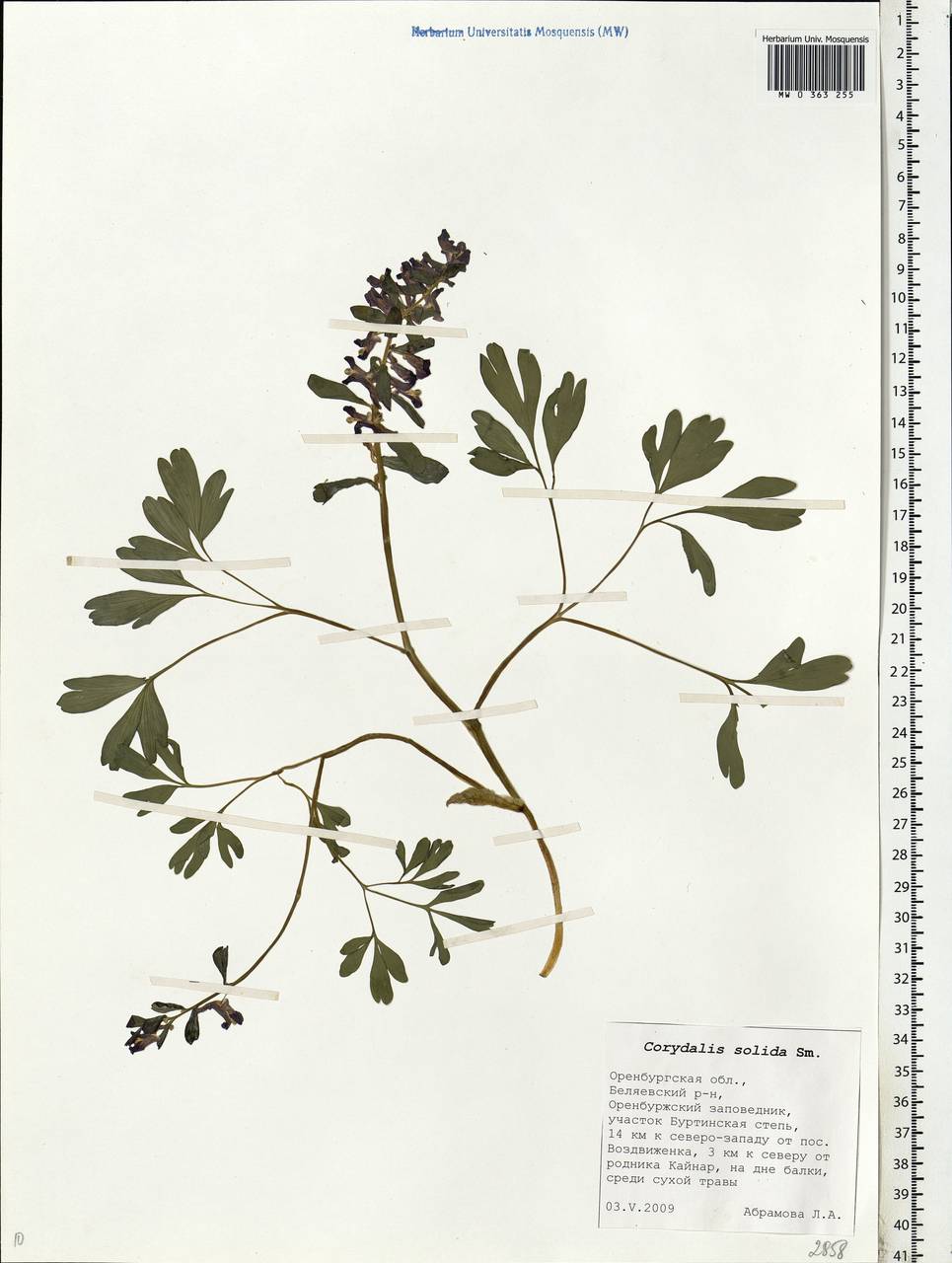 Corydalis solida (L.) Clairv., Eastern Europe, Eastern region (E10) (Russia)
