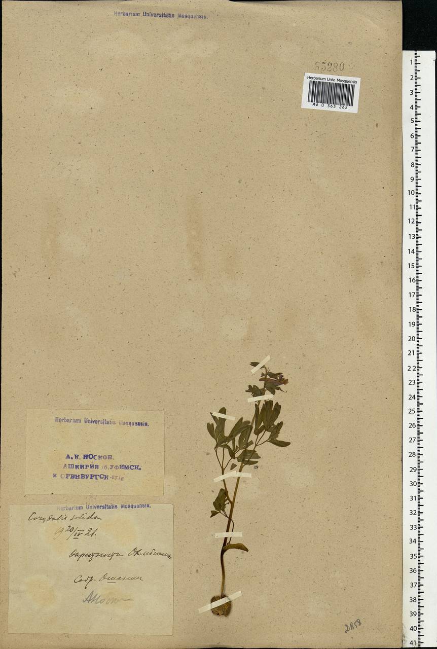 Corydalis solida (L.) Clairv., Eastern Europe, Eastern region (E10) (Russia)