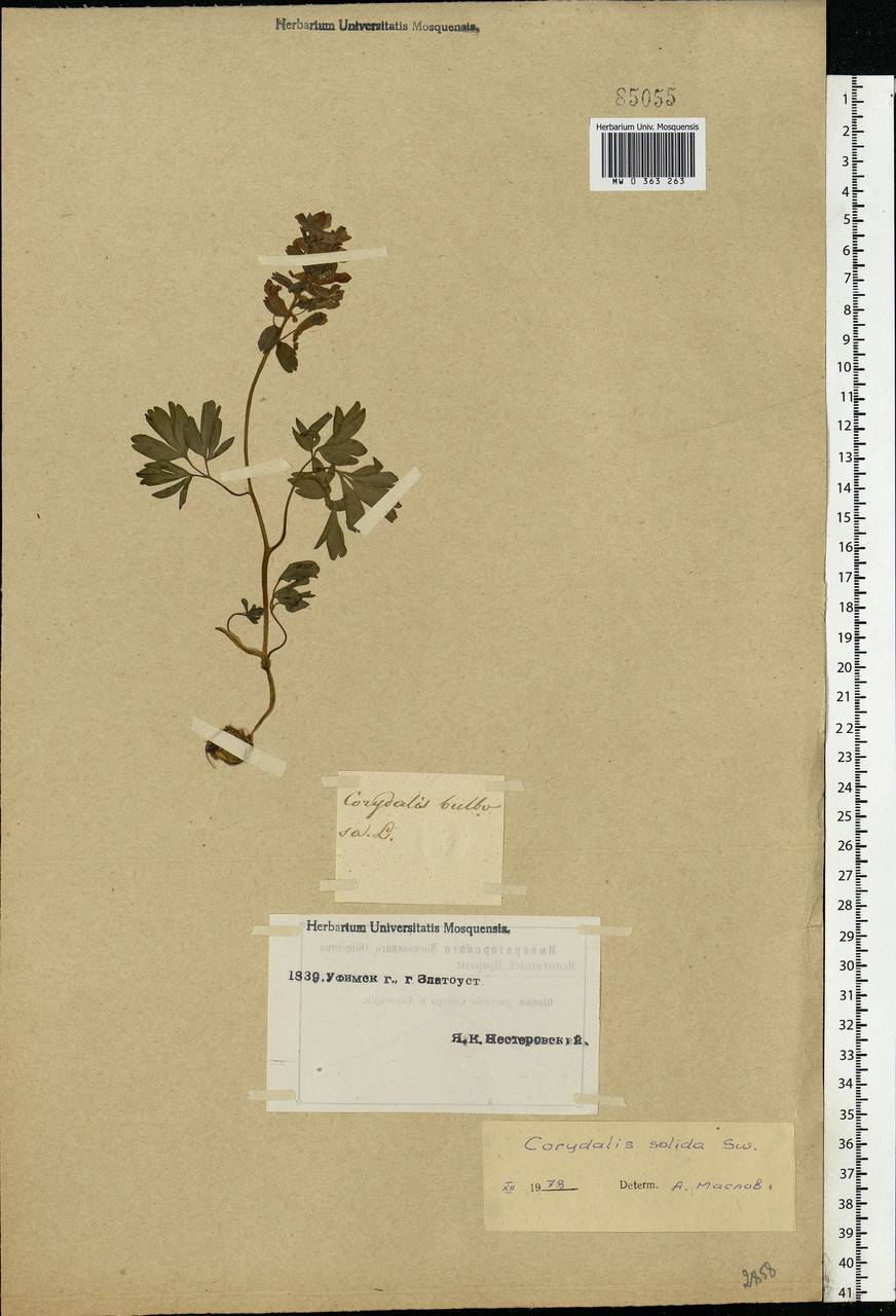 Corydalis solida (L.) Clairv., Eastern Europe, Eastern region (E10) (Russia)