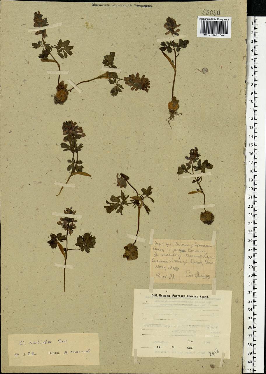 Corydalis solida (L.) Clairv., Eastern Europe, Eastern region (E10) (Russia)