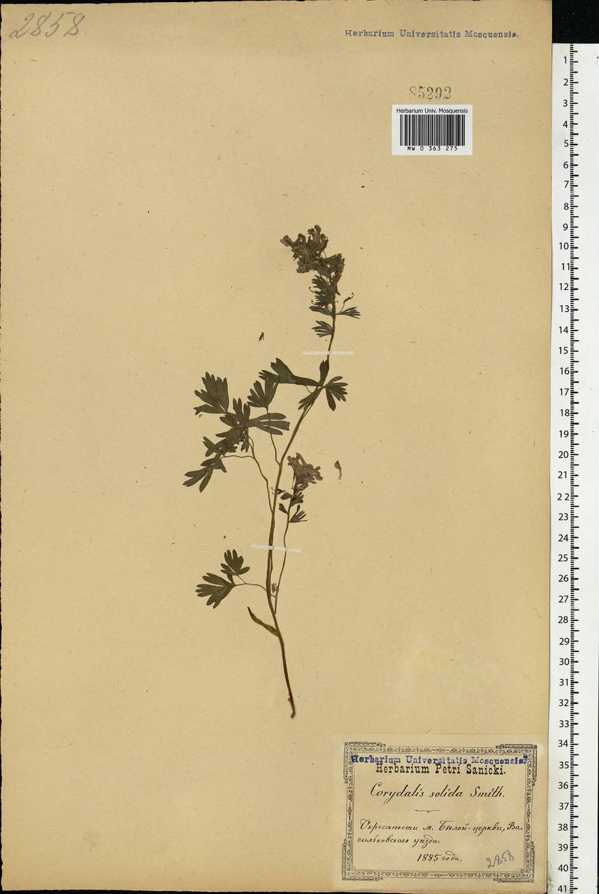Corydalis solida (L.) Clairv., Eastern Europe, North Ukrainian region (E11) (Ukraine)