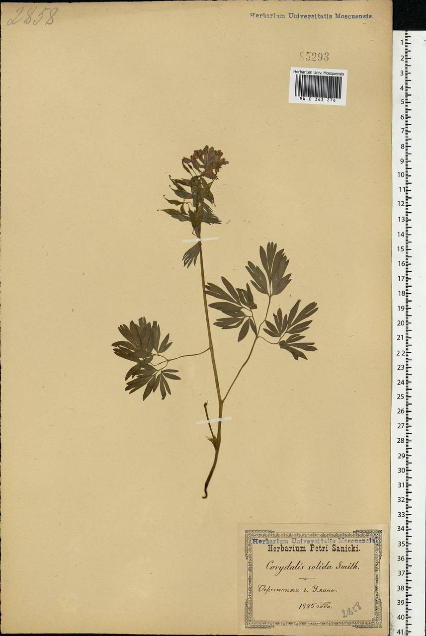 Corydalis solida (L.) Clairv., Eastern Europe, North Ukrainian region (E11) (Ukraine)