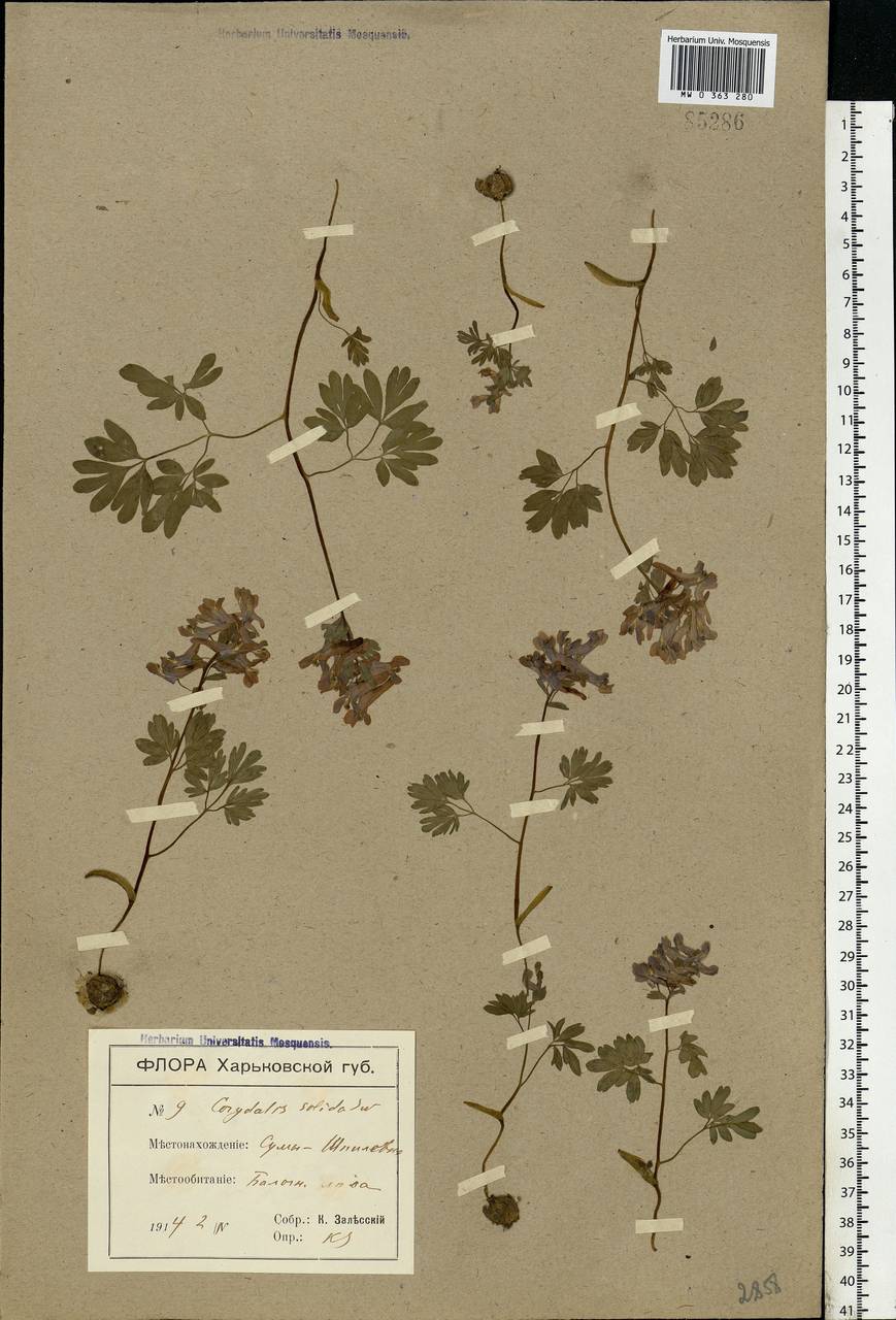 Corydalis solida (L.) Clairv., Eastern Europe, North Ukrainian region (E11) (Ukraine)