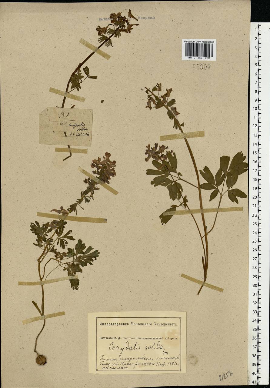 Corydalis solida (L.) Clairv., Eastern Europe, South Ukrainian region (E12) (Ukraine)