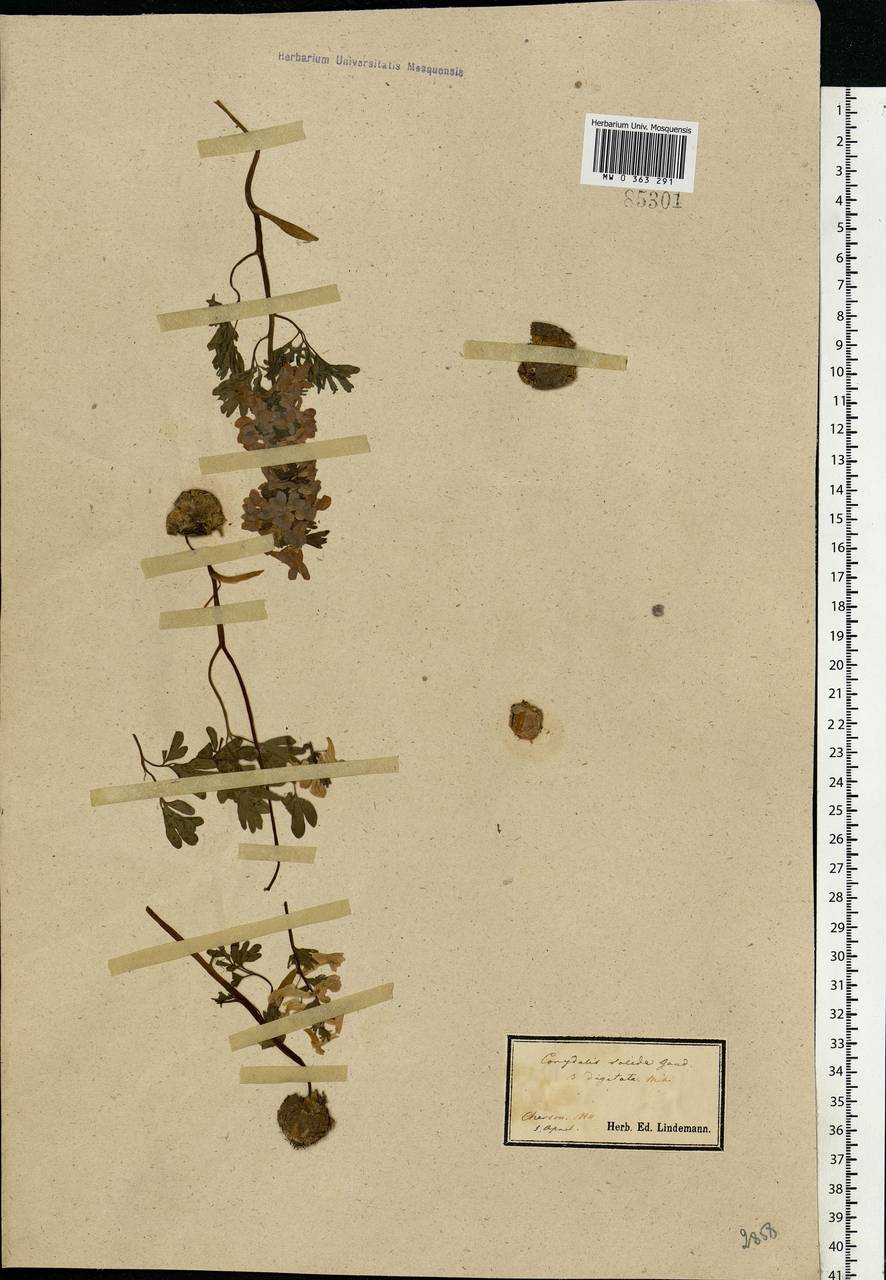 Corydalis solida (L.) Clairv., Eastern Europe, South Ukrainian region (E12) (Ukraine)