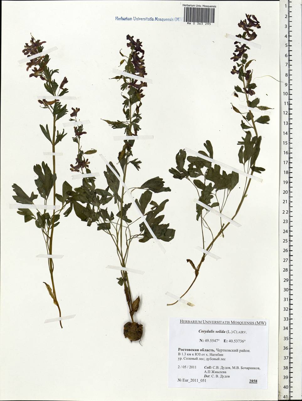 Corydalis solida (L.) Clairv., Eastern Europe, Rostov Oblast (E12a) (Russia)