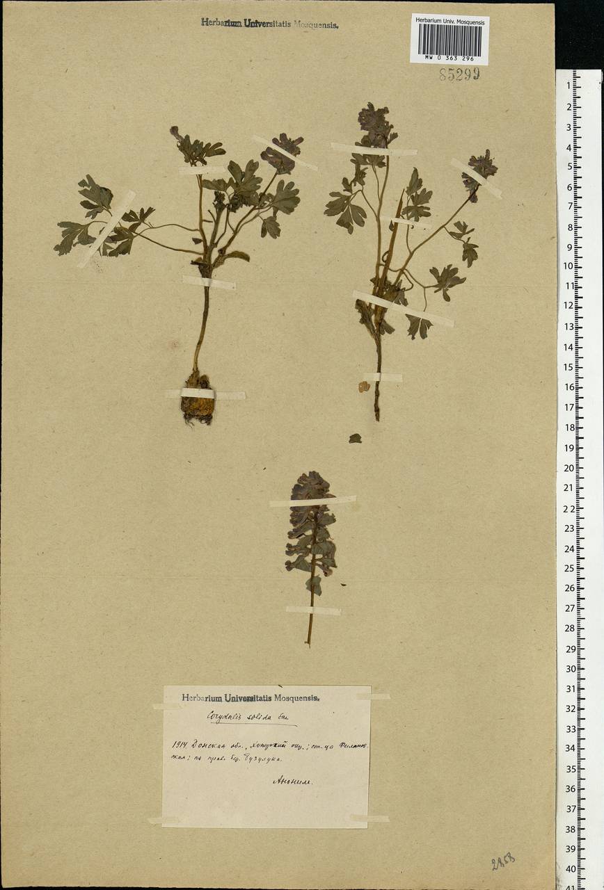 Corydalis solida (L.) Clairv., Eastern Europe, Lower Volga region (E9) (Russia)
