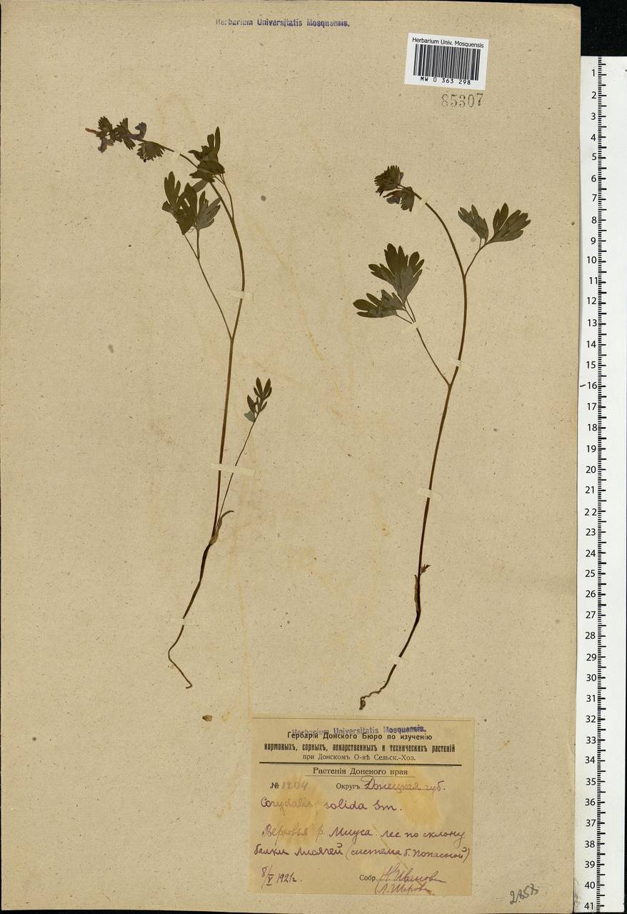 Corydalis solida (L.) Clairv., Eastern Europe, South Ukrainian region (E12) (Ukraine)