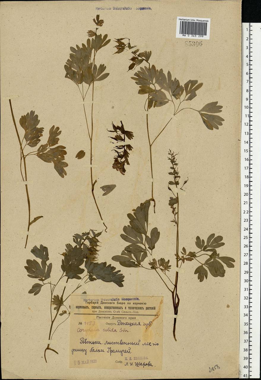 Corydalis solida (L.) Clairv., Eastern Europe, North Ukrainian region (E11) (Ukraine)