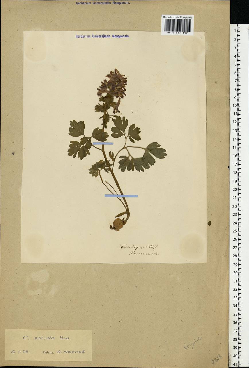 Corydalis solida (L.) Clairv., Eastern Europe, Moldova (E13a) (Moldova)