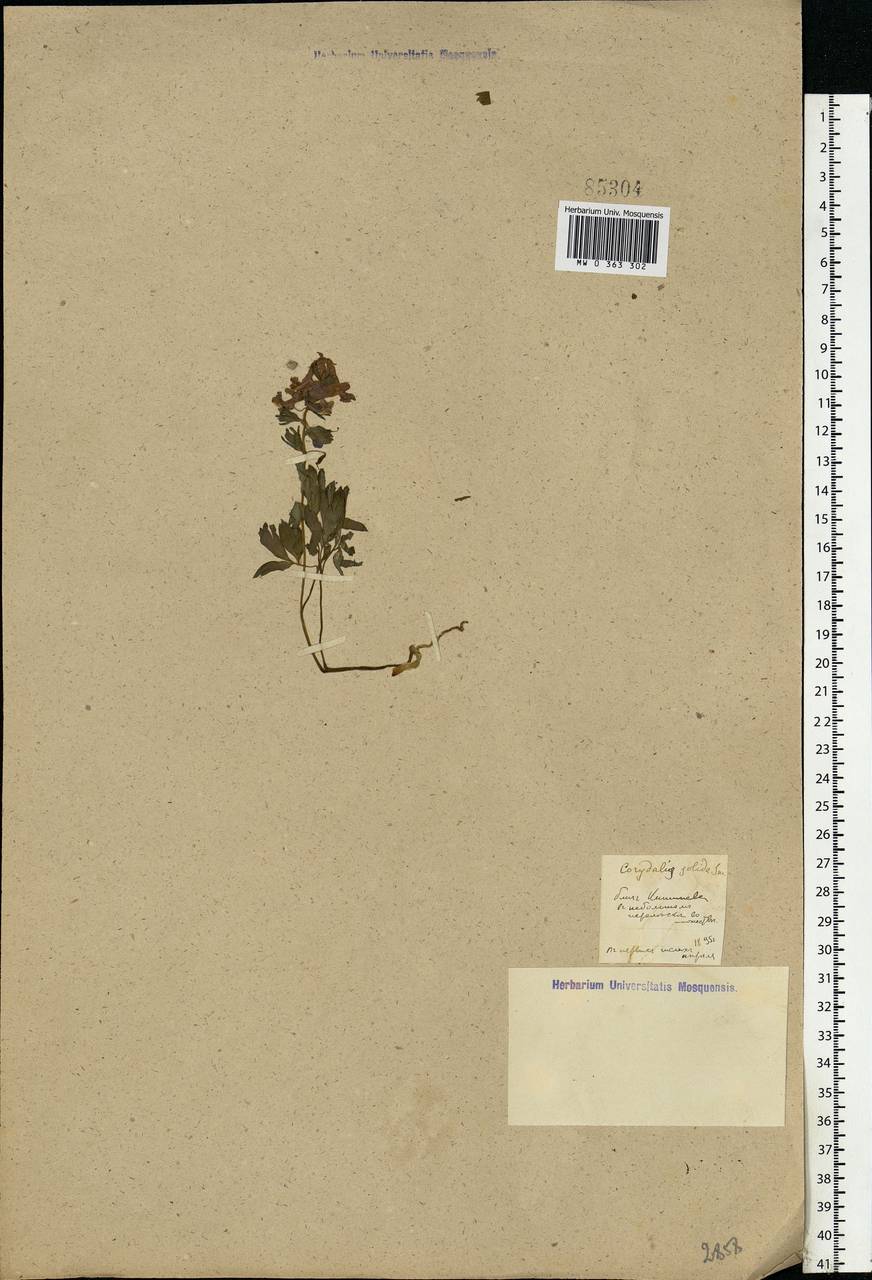 Corydalis solida (L.) Clairv., Eastern Europe, Moldova (E13a) (Moldova)