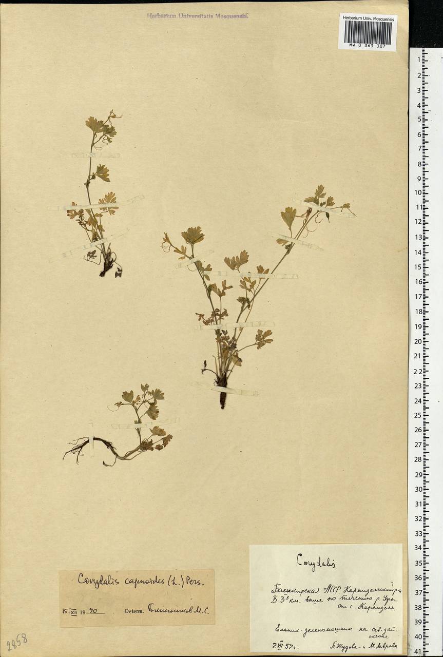 Corydalis capnoides (L.) Pers., Eastern Europe, Eastern region (E10) (Russia)