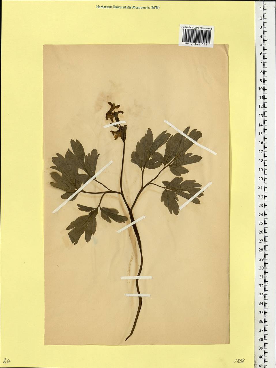 Corydalis cava (L.) Schweigg. & Körte, Eastern Europe, Belarus (E3a) (Belarus)