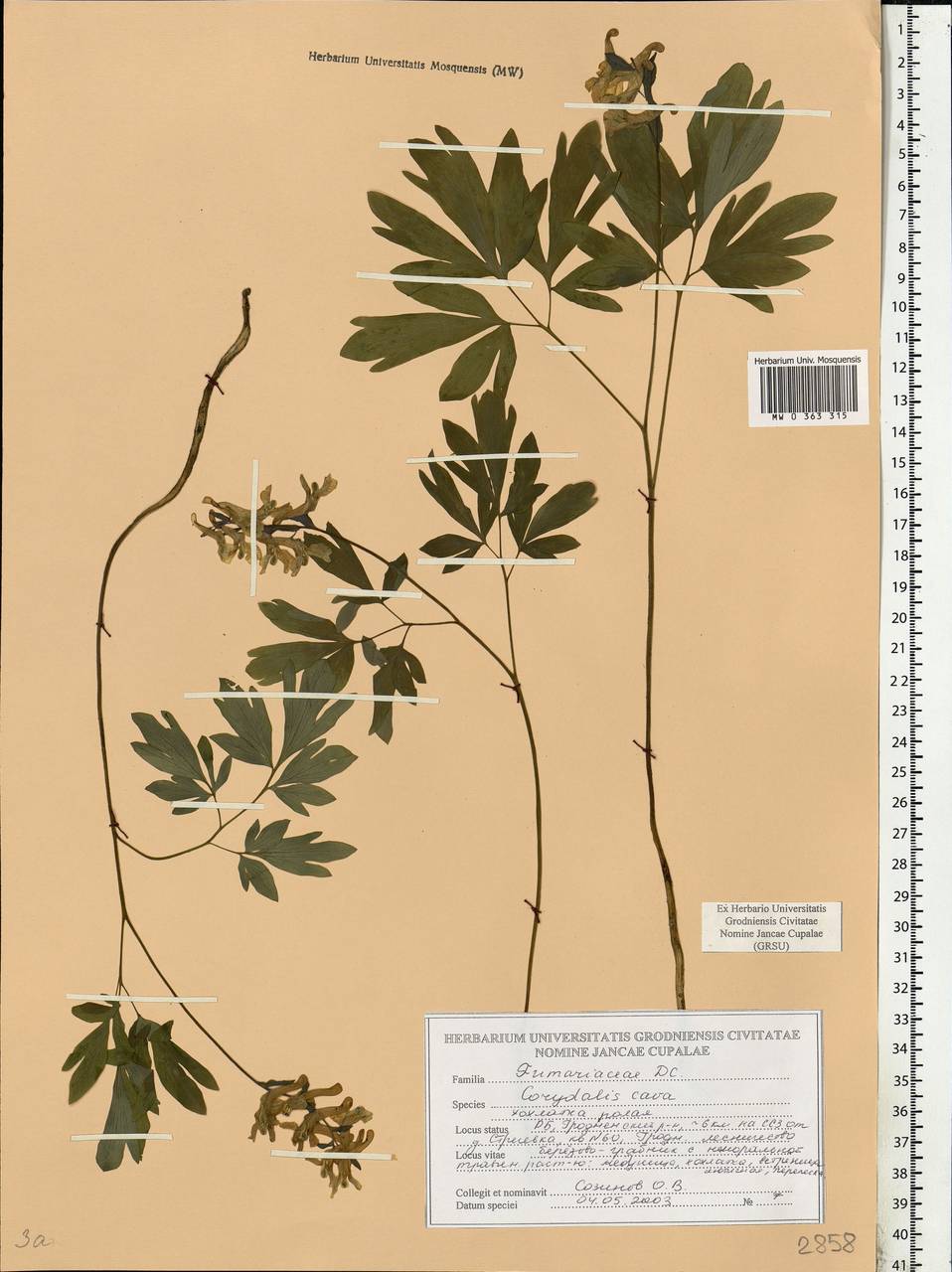 Corydalis cava (L.) Schweigg. & Körte, Eastern Europe, Belarus (E3a) (Belarus)