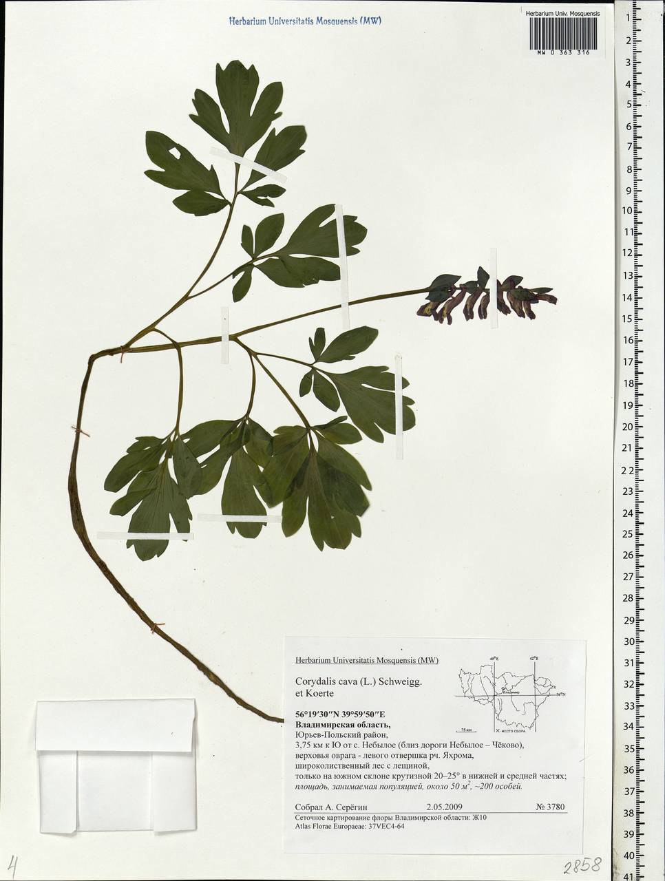 Corydalis cava (L.) Schweigg. & Körte, Eastern Europe, Central region (E4) (Russia)