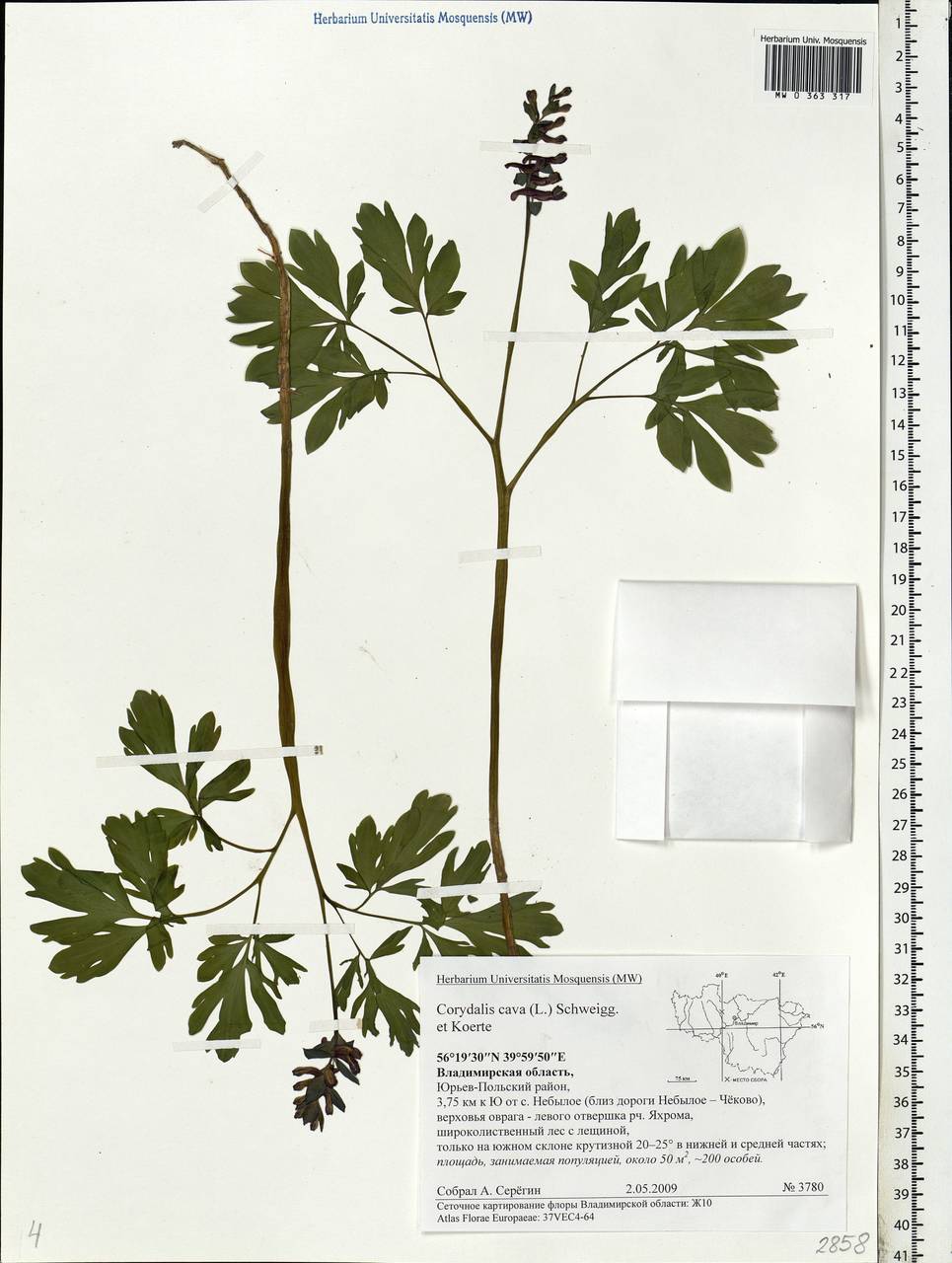 Corydalis cava (L.) Schweigg. & Körte, Eastern Europe, Central region (E4) (Russia)