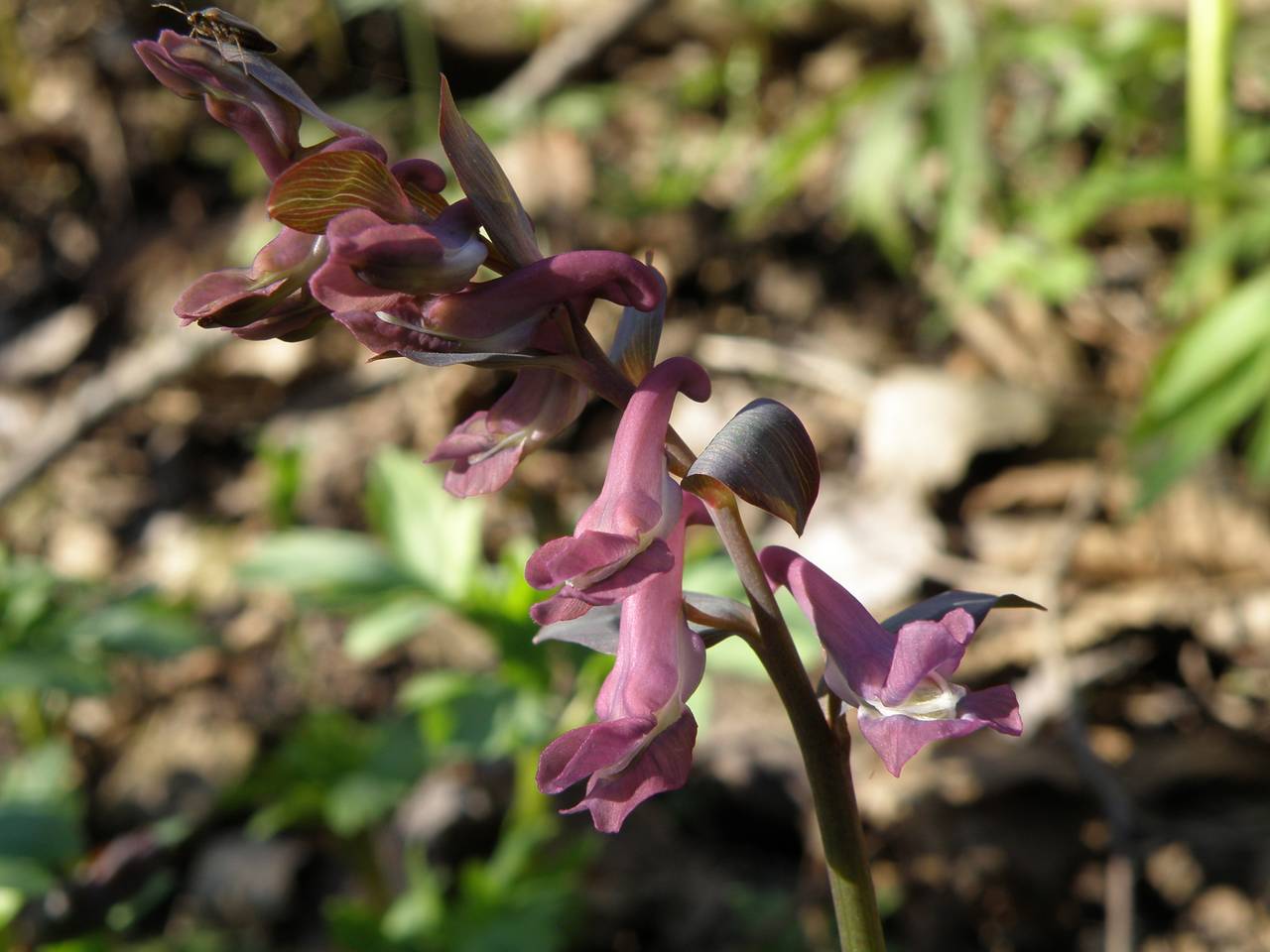 Corydalis хохлатка Cava