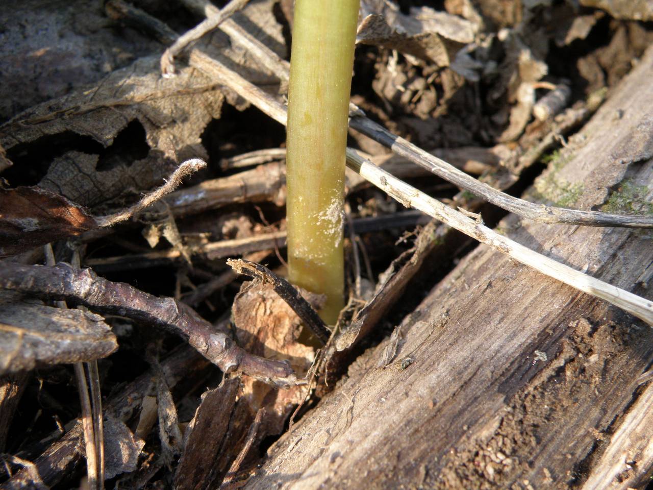 Corydalis cava (L.) Schweigg. & Körte, Eastern Europe, Central region (E4) (Russia)