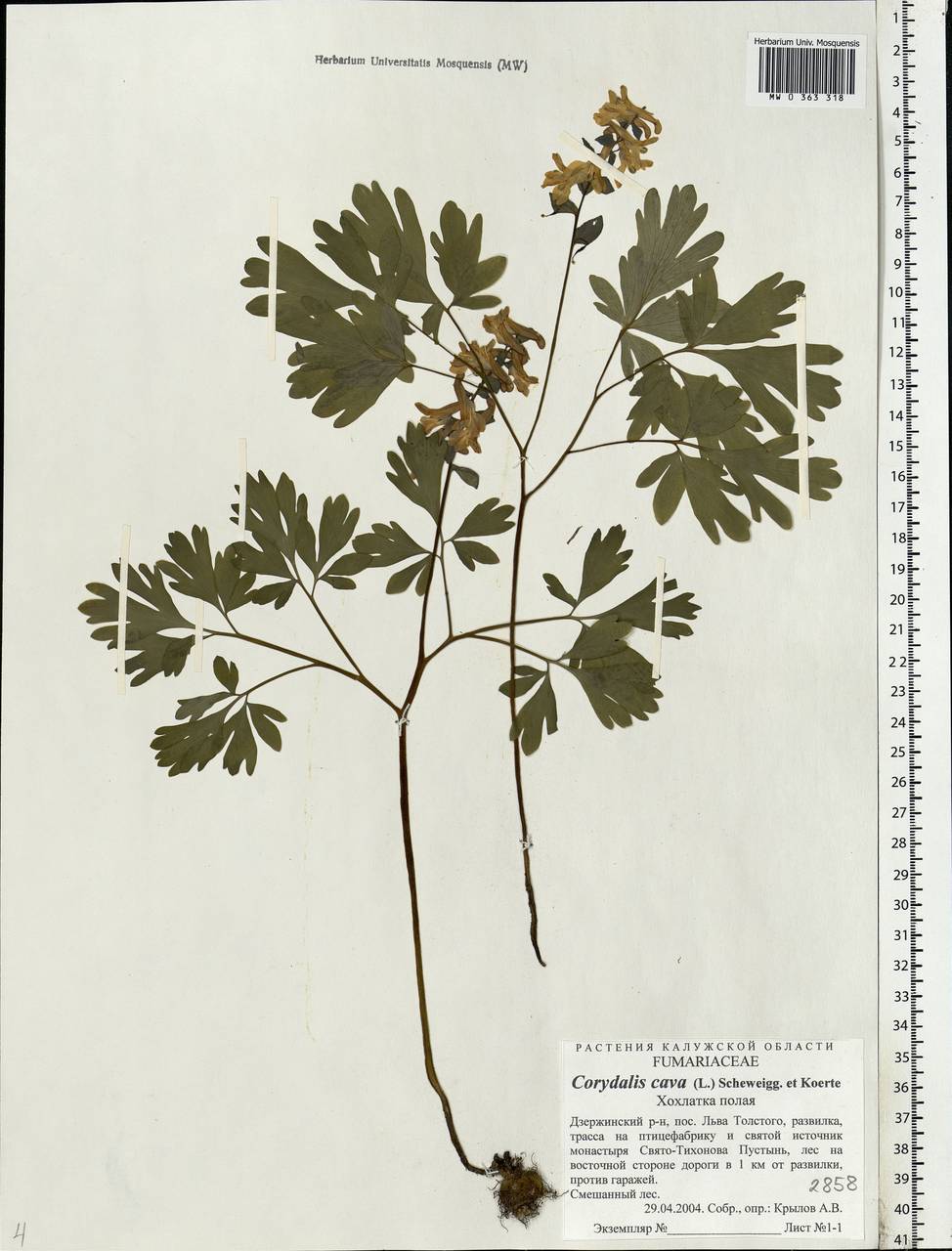 Corydalis cava (L.) Schweigg. & Körte, Eastern Europe, Central region (E4) (Russia)