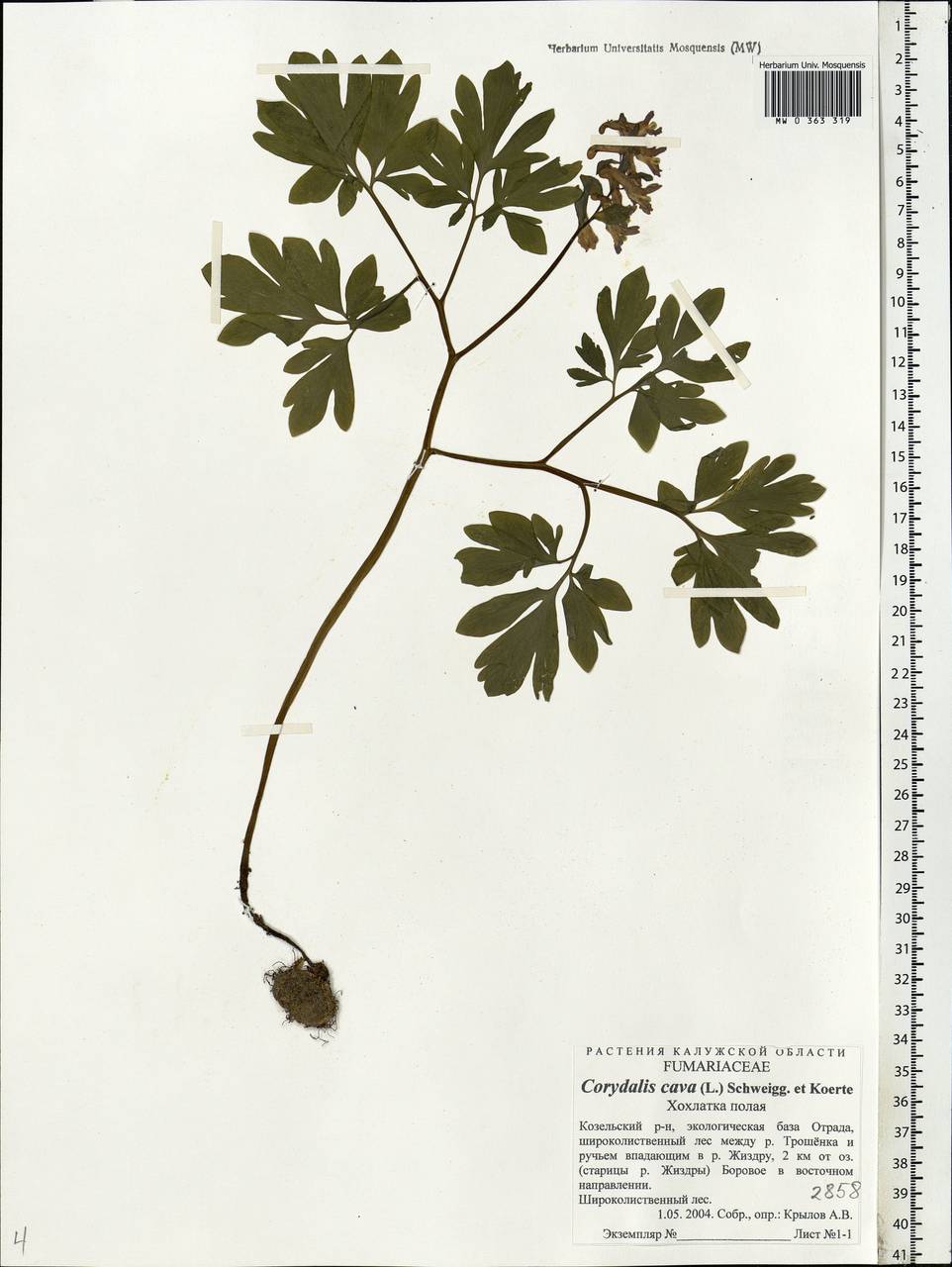 Corydalis cava (L.) Schweigg. & Körte, Eastern Europe, Central region (E4) (Russia)