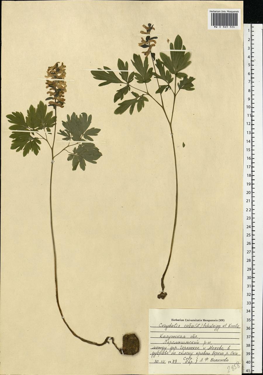 Corydalis cava (L.) Schweigg. & Körte, Eastern Europe, Central region (E4) (Russia)