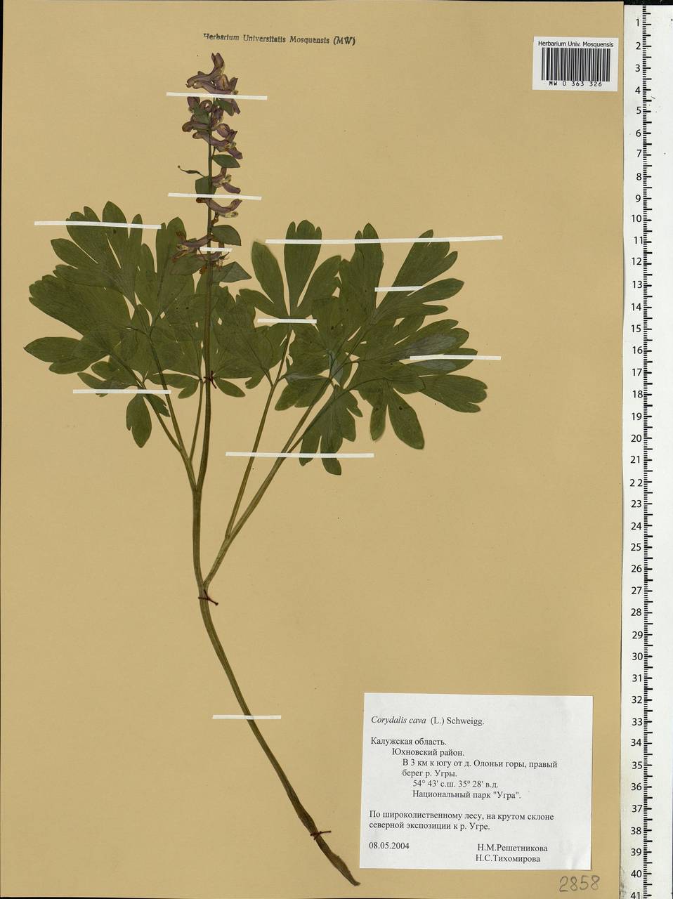 Corydalis cava (L.) Schweigg. & Körte, Eastern Europe, Central region (E4) (Russia)