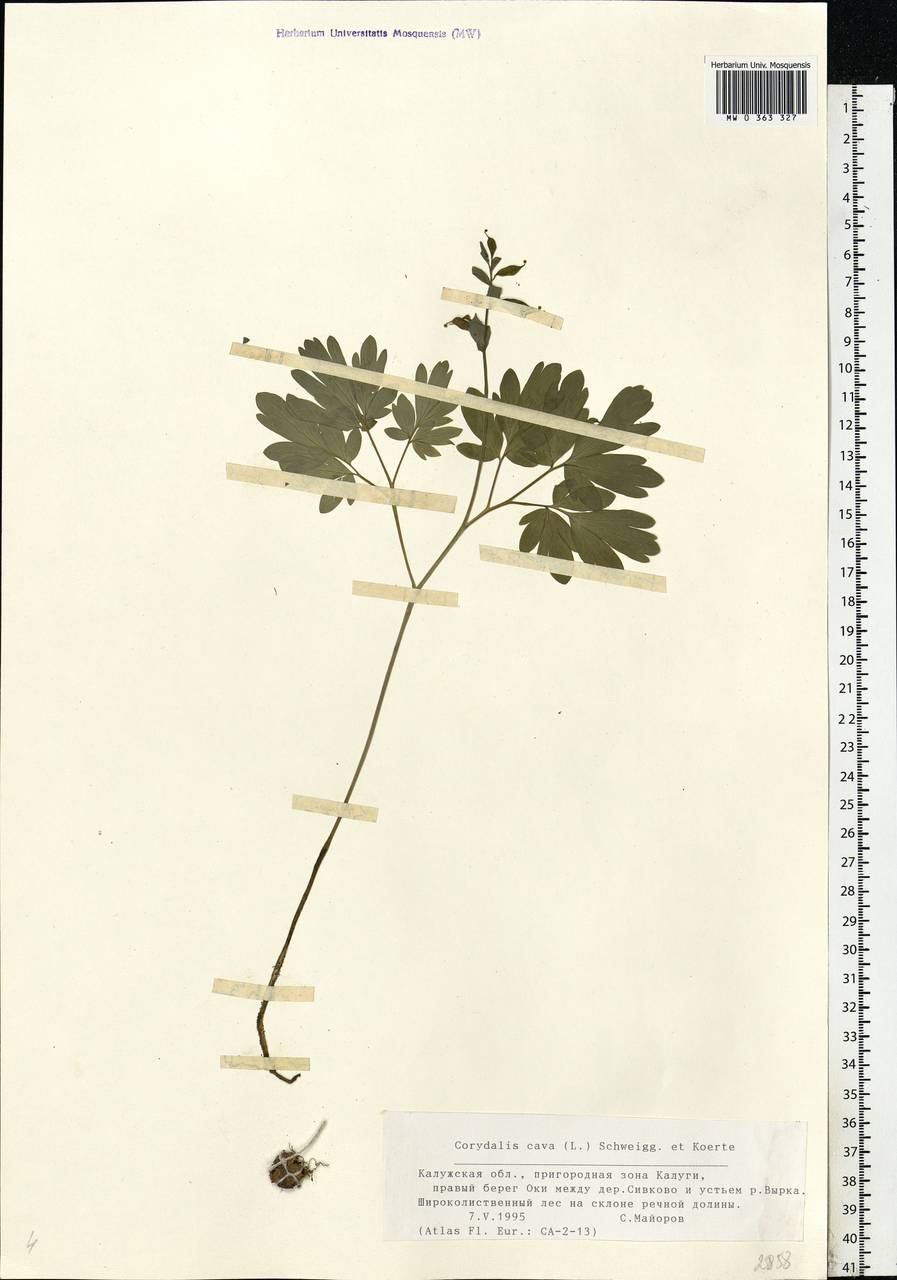 Corydalis cava (L.) Schweigg. & Körte, Eastern Europe, Central region (E4) (Russia)