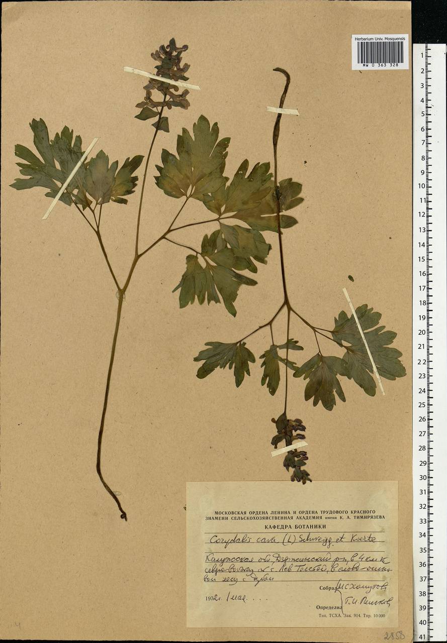 Corydalis cava (L.) Schweigg. & Körte, Eastern Europe, Central region (E4) (Russia)