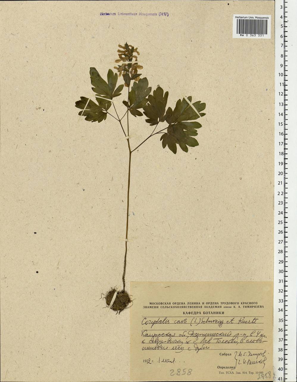 Corydalis cava (L.) Schweigg. & Körte, Eastern Europe, Central region (E4) (Russia)