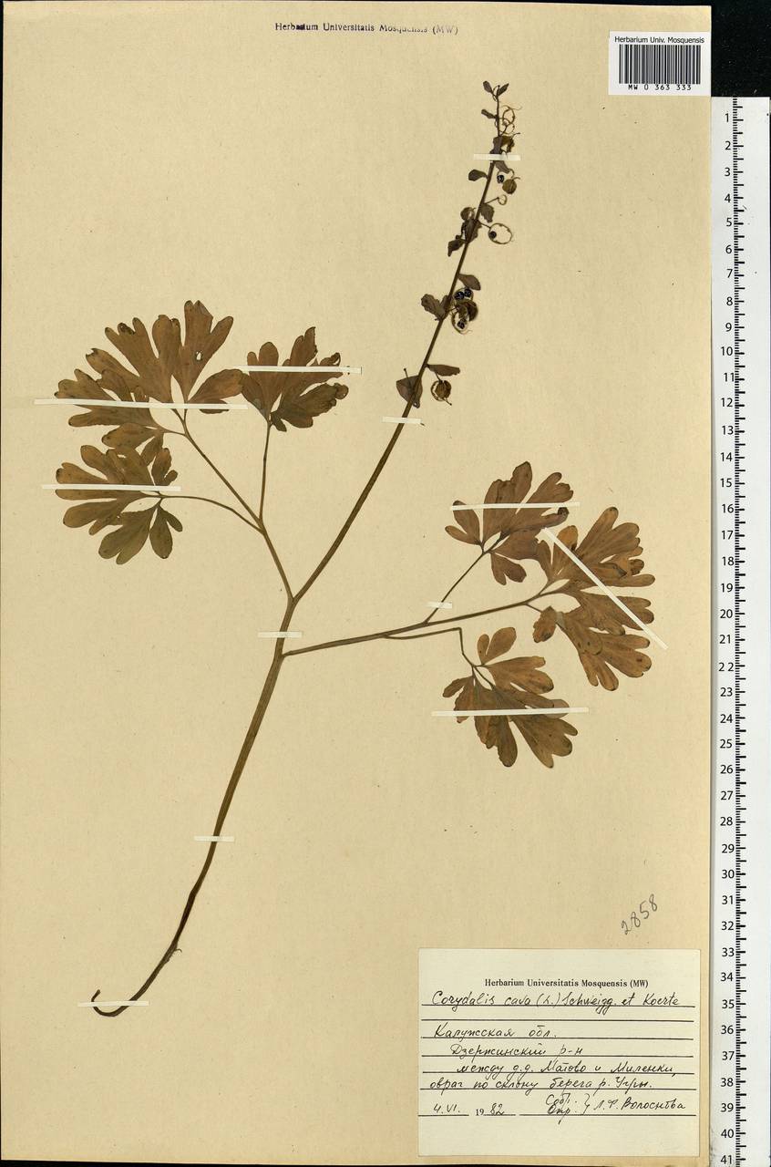 Corydalis cava (L.) Schweigg. & Körte, Eastern Europe, Central region (E4) (Russia)