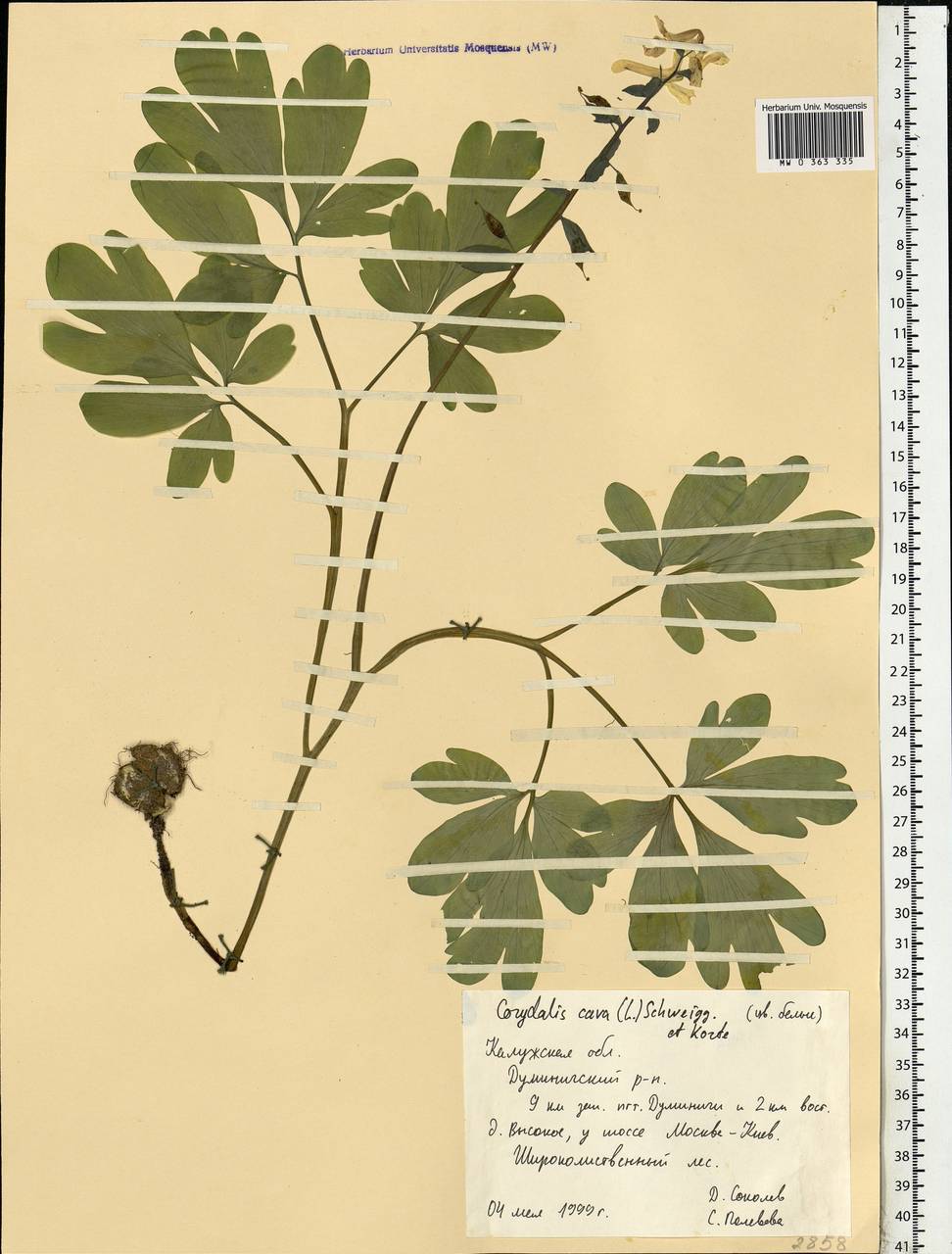Corydalis cava (L.) Schweigg. & Körte, Eastern Europe, Central region (E4) (Russia)
