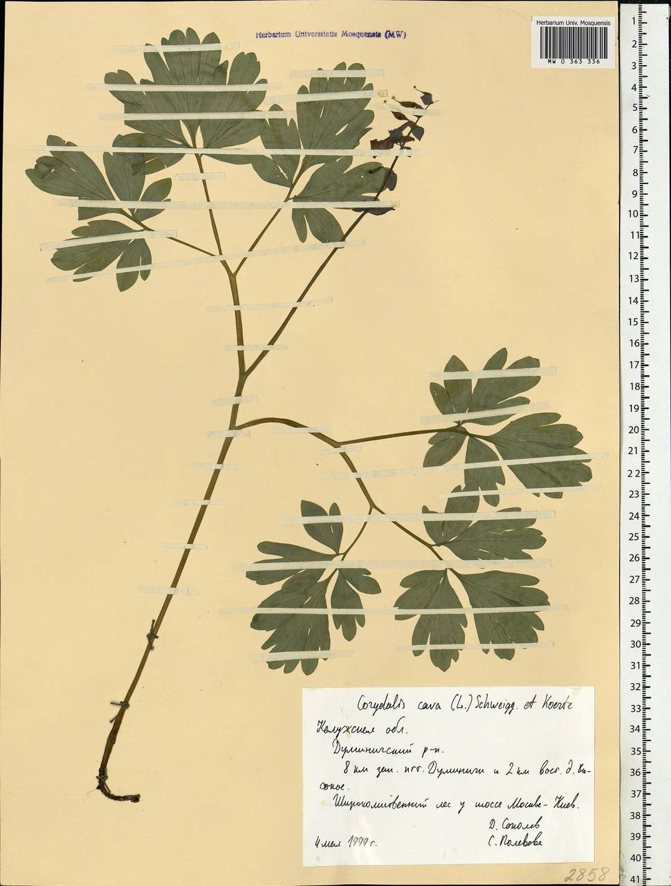 Corydalis cava (L.) Schweigg. & Körte, Eastern Europe, Central region (E4) (Russia)