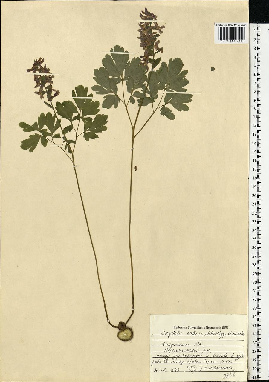 Corydalis cava (L.) Schweigg. & Körte, Eastern Europe, Central region (E4) (Russia)