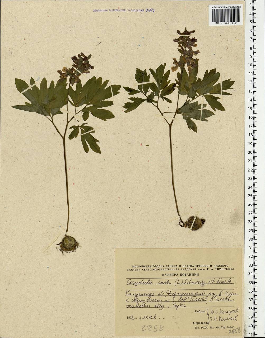 Corydalis cava (L.) Schweigg. & Körte, Eastern Europe, Central region (E4) (Russia)