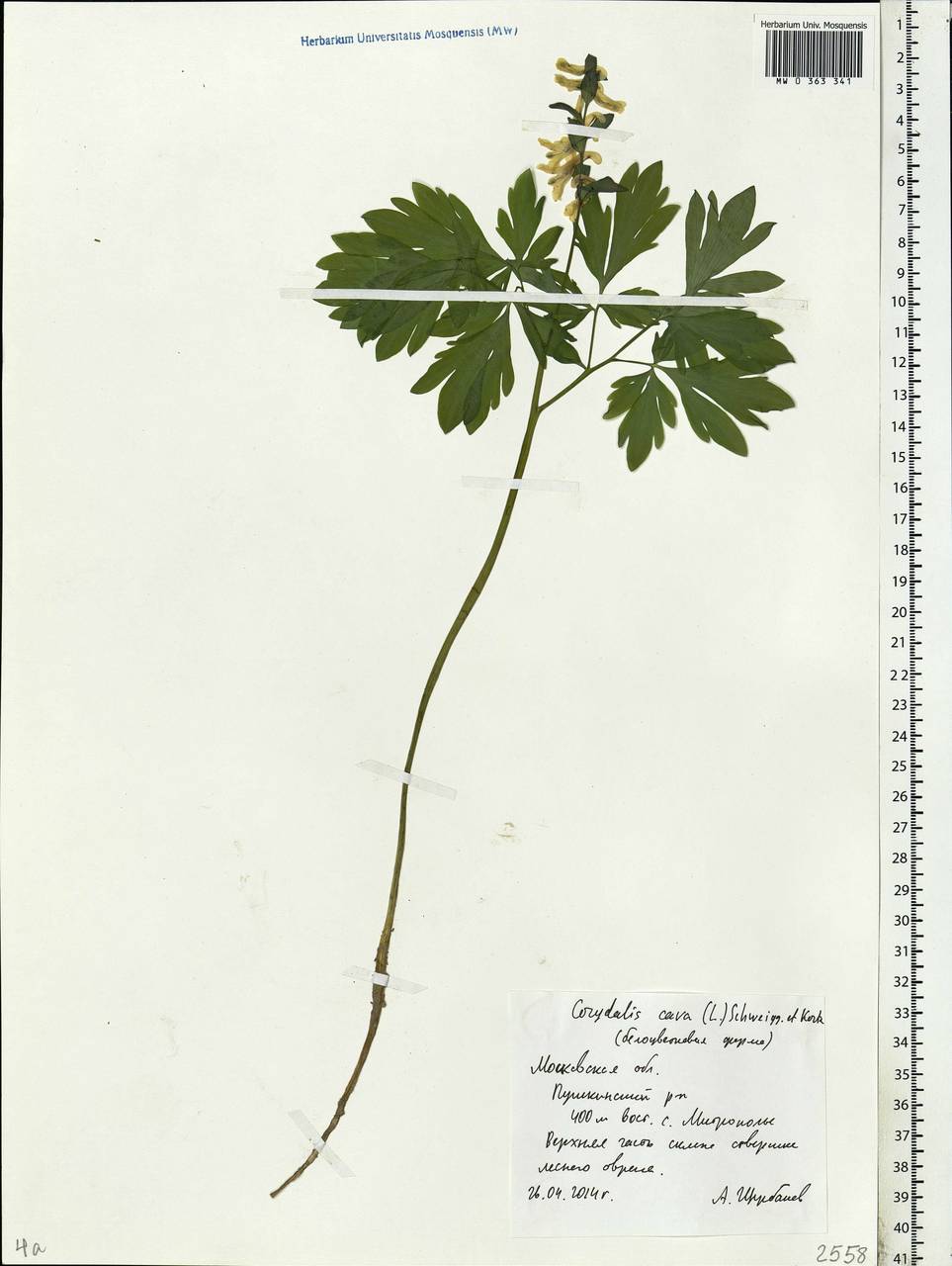 Corydalis cava (L.) Schweigg. & Körte, Eastern Europe, Moscow region (E4a) (Russia)