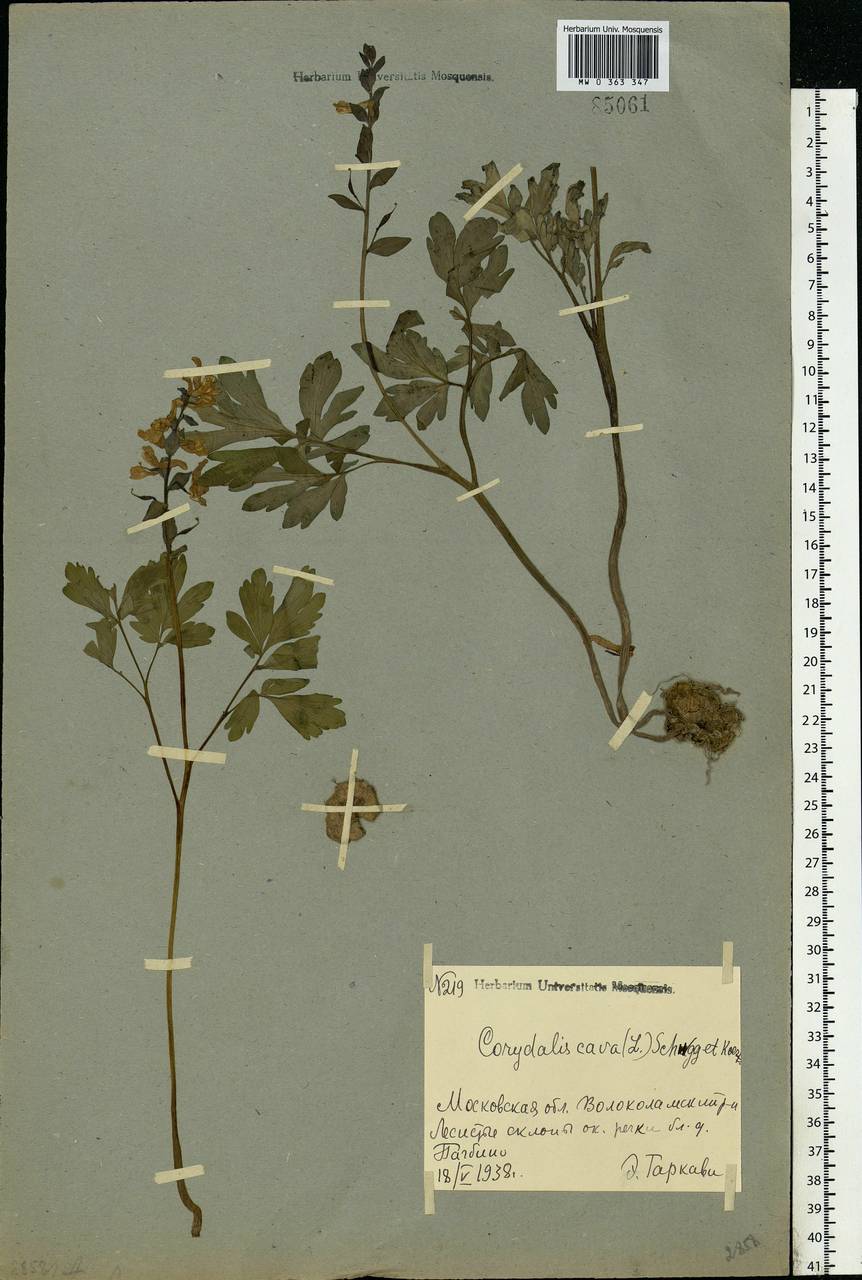Corydalis cava (L.) Schweigg. & Körte, Eastern Europe, Moscow region (E4a) (Russia)