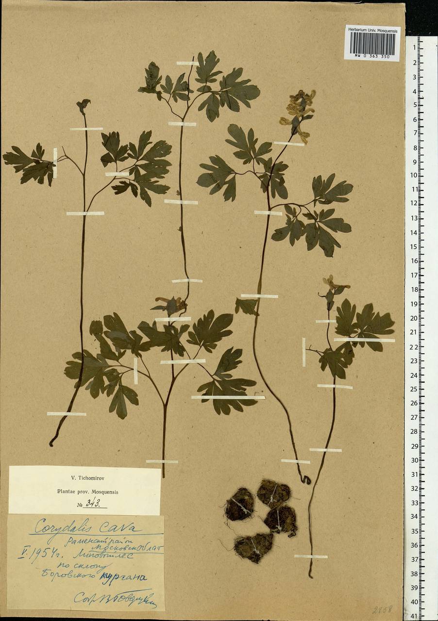 Corydalis cava (L.) Schweigg. & Körte, Eastern Europe, Moscow region (E4a) (Russia)