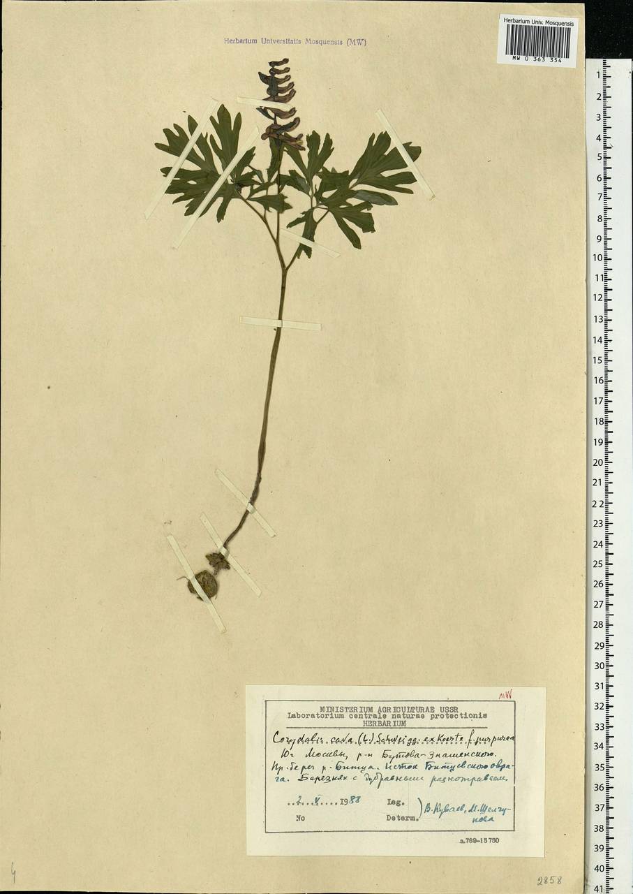 Corydalis cava (L.) Schweigg. & Körte, Eastern Europe, Moscow region (E4a) (Russia)