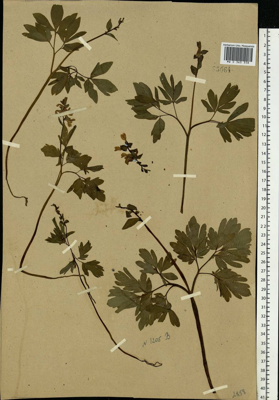 Corydalis cava (L.) Schweigg. & Körte, Eastern Europe, Moscow region (E4a) (Russia)