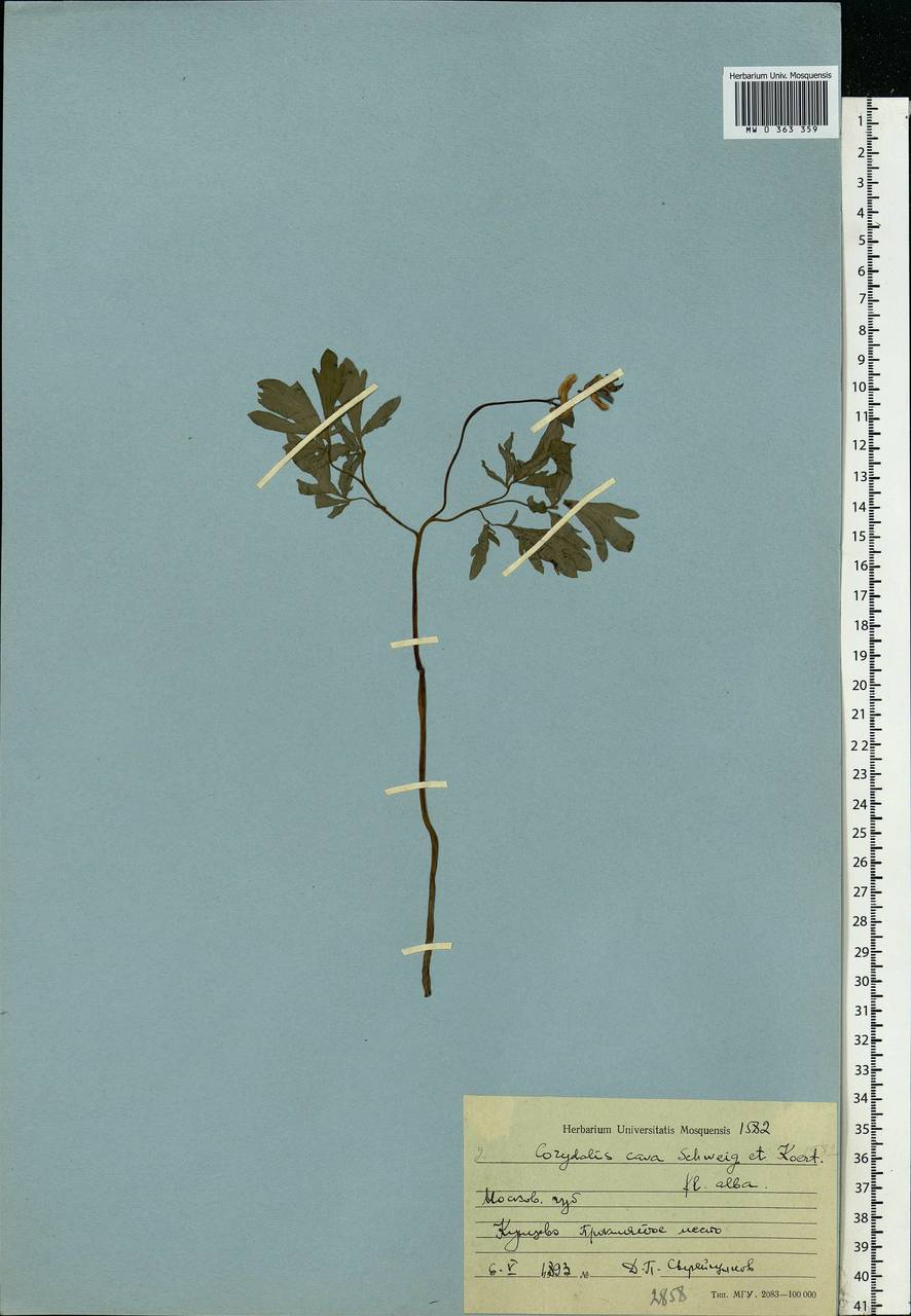 Corydalis cava (L.) Schweigg. & Körte, Eastern Europe, Moscow region (E4a) (Russia)
