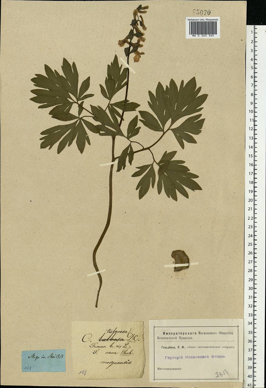 Corydalis cava (L.) Schweigg. & Körte, Eastern Europe, Moscow region (E4a) (Russia)