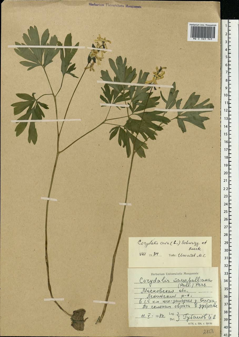 Corydalis cava (L.) Schweigg. & Körte, Eastern Europe, Moscow region (E4a) (Russia)
